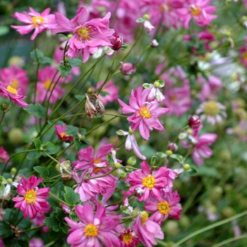 Anemone hupehensis var. japonica 'Pamina' 