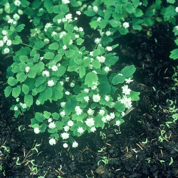 Anemonella thalictroides 'Cameo' 