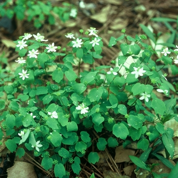 Anemonella thalictroides