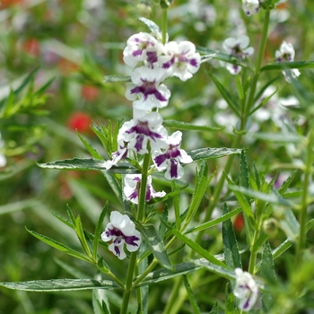 Angelonia angustifolia Angelface® 'Blue Bicolor'