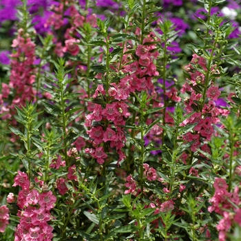 Angelonia angustifolia 'Pink' 