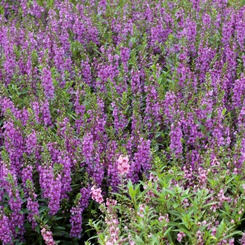 Angelonia angustifolia 'Dark Lavender' 