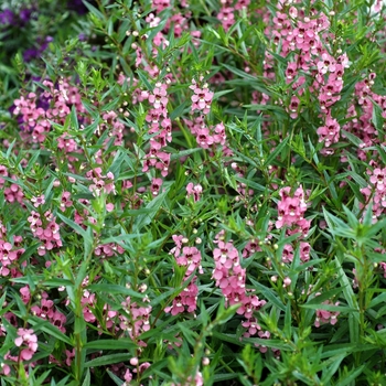 Angelonia angustifolia 'Dark Pink' 