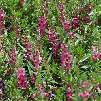 Angelonia angustifolia 'Dark Rose' 