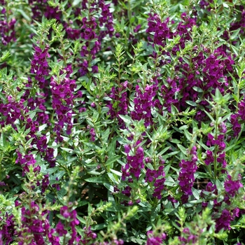 Angelonia angustifolia 'Plum' 