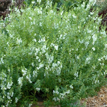 Angelonia angustifolia 'White Improved' 