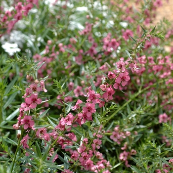 Angelonia angustifolia 'Cascade Deep Pink' 