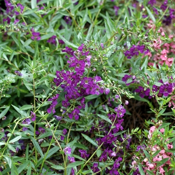 Angelonia angustifolia Carita™ 'Cascade Deep Purple'