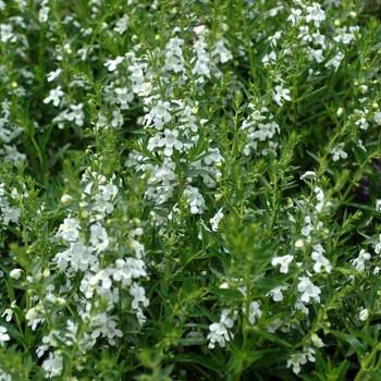 Angelonia angustifolia Carita™ 'Cascade White'
