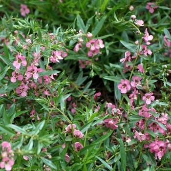 Angelonia angustifolia Carita™ 'Deep Pink'