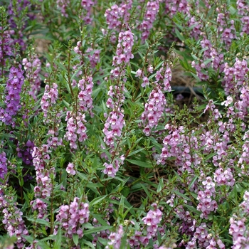 Angelonia angustifolia Serena® 'Lavender'