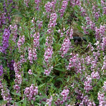 Angelonia angustifolia 'Lavender' 