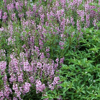 Angelonia angustifolia Serena® '' (001956)