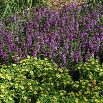 Angelonia angustifolia Serena® '' (001957)