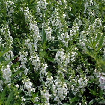 Angelonia angustifolia 'White' 