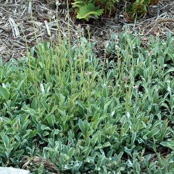 Antennaria plantaginifolia 