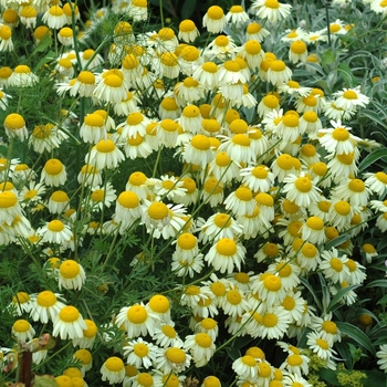 Anthemis tinctoria 