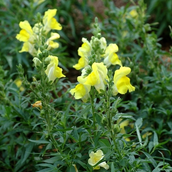 Antirrhinum majus 'Sonnet Yellow' 