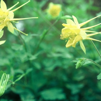 Aquilegia chrysantha var. hinckleyana 