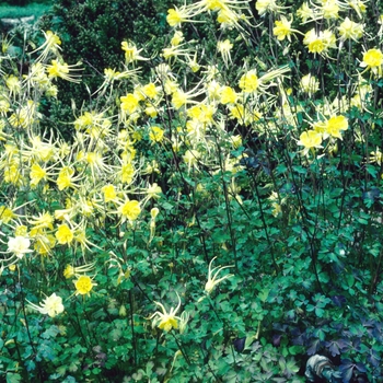 Aquilegia chrysantha 