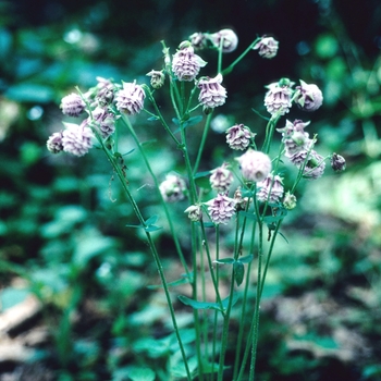 Aquilegia vulgaris 'Cap de Rossitere'