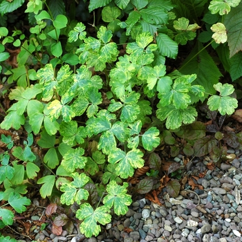 Aquilegia vulgaris 'Woodside Variegated'