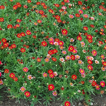 Argyranthemum frutescens 'Santana' 