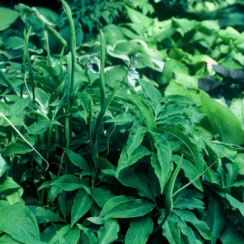 Arisaema dracontium