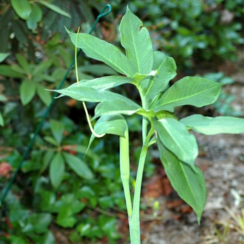 Arisaema heterophyllum