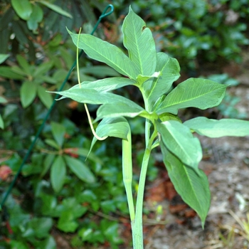 Arisaema heterophyllum 