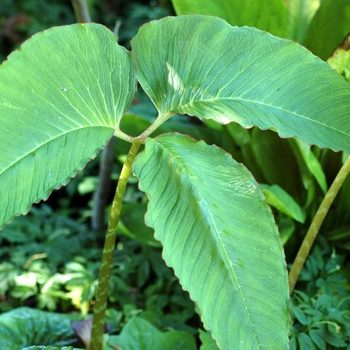 Arisaema speciosum 