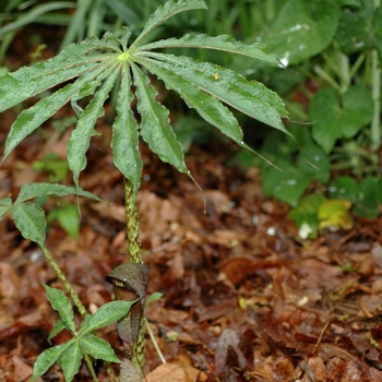 Arisaema taiwanense 