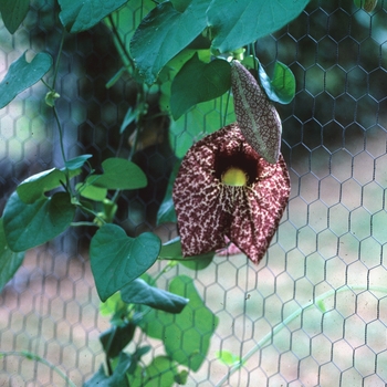 Aristolochia grandiflora