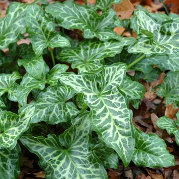 Arum italicum 'Pictum' (002002)