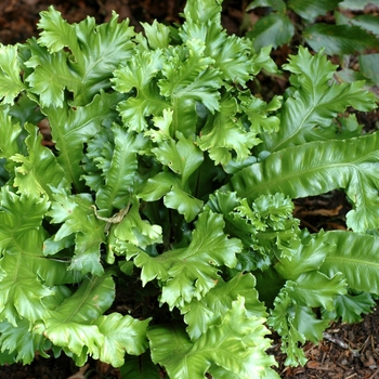 Asplenium scolopendrium 'Furcatum'