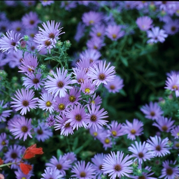 Aster novae-angliae 'English Countryside' 