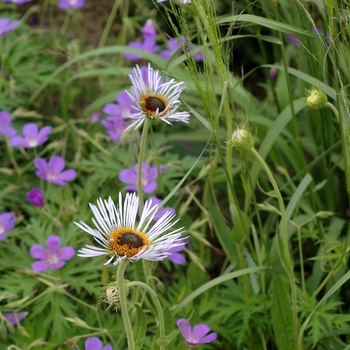 Aster diplostephioides 