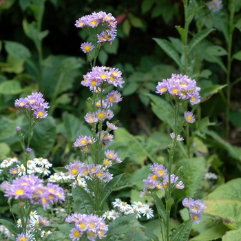 Aster tataricus 'Jin-Dai'