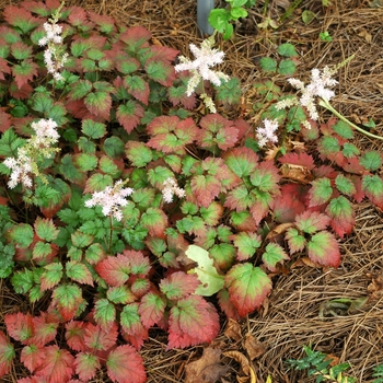 Astilbe x arendsii 'Color Flash®'