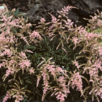 Astilbe simplicifolia 'Sprite' 