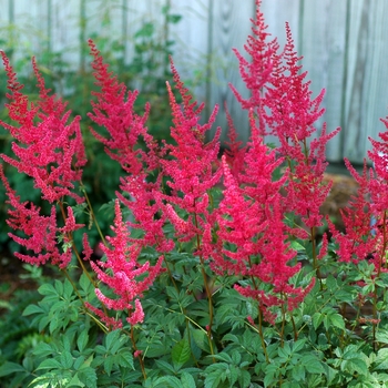 Astilbe x arendsii 'Radius'