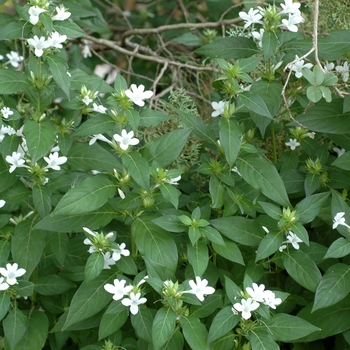 Barleria cristata 'Alba' 