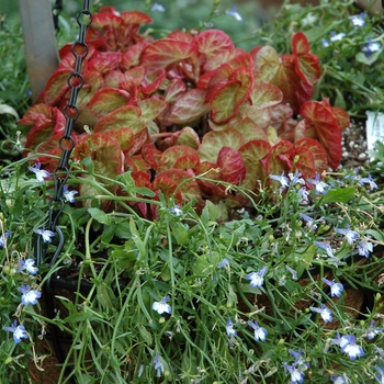 Begonia 'Bonita Shea' 