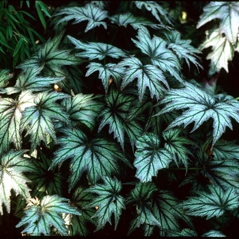 Begonia 'Connie Boswell' 