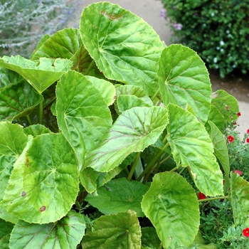 Begonia poponoei