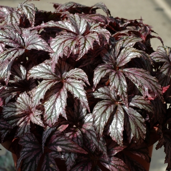 Begonia rex-cultorum 'Carribean Deams Savannah Bay'