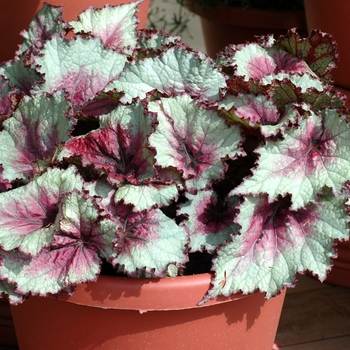 Begonia rex-cultorum 'Celia'