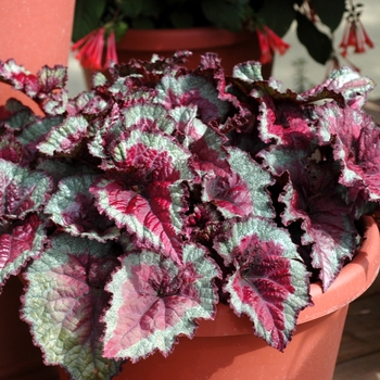 Begonia rex-cultorum 'Constellation Taurus'