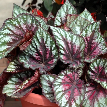 Begonia rex-cultorum 'Atlanta Jazz'