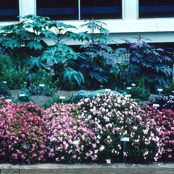 Begonia semperflorens-cultorum